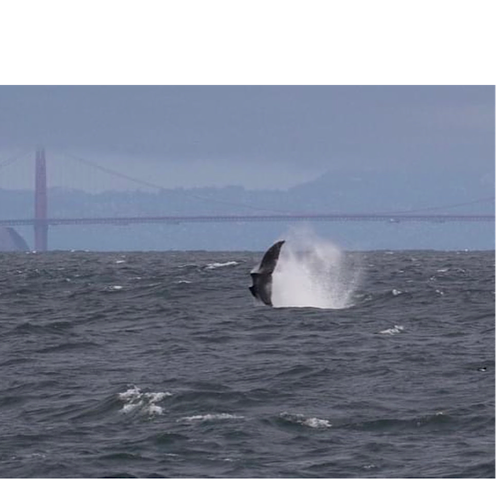 APRIL 27, 2019: Six humpback whales were spotted in the San Francisco Bay, bringing back memories of Humphrey.